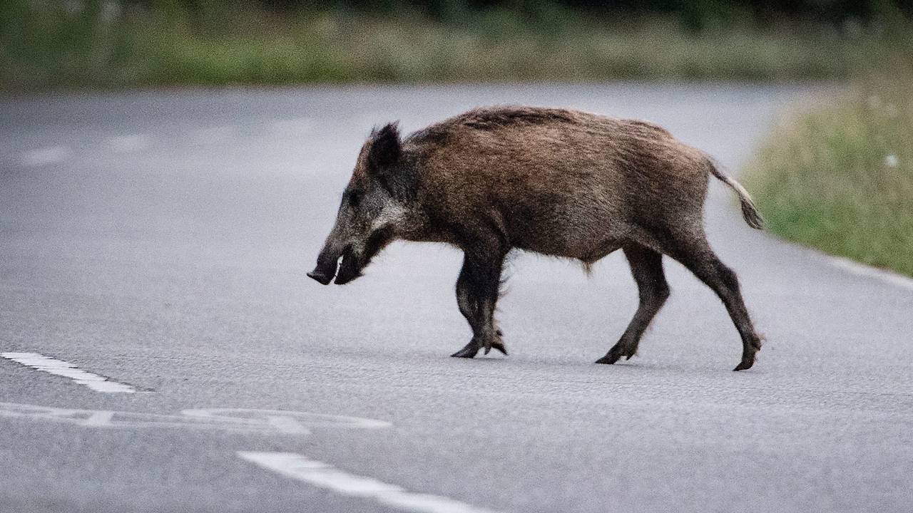 Ein Wildschwein läuft über eine Straße.