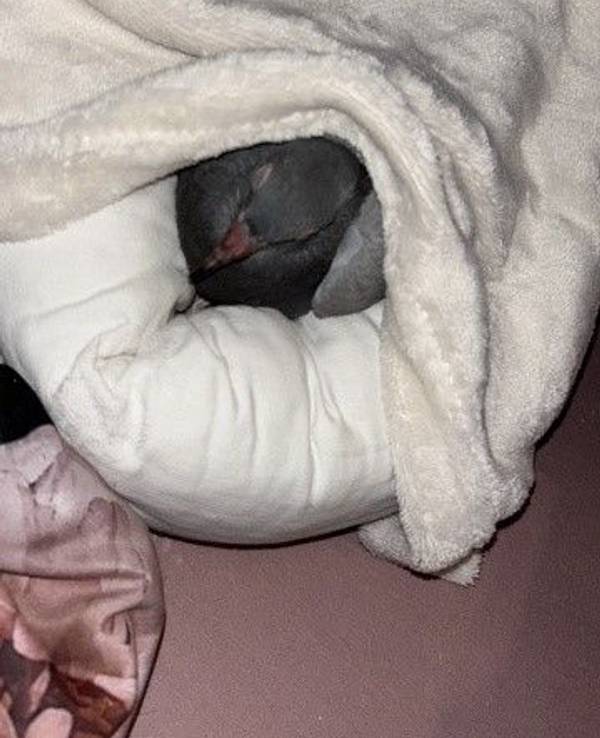 Eine Taube liegt zugedeckt in einem Kissen.