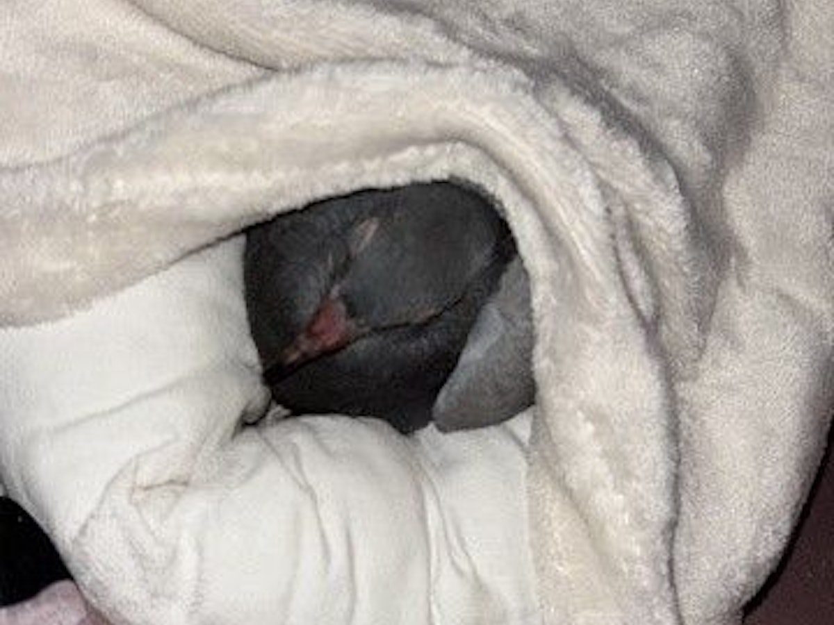 Eine Taube liegt zugedeckt in einem Kissen.