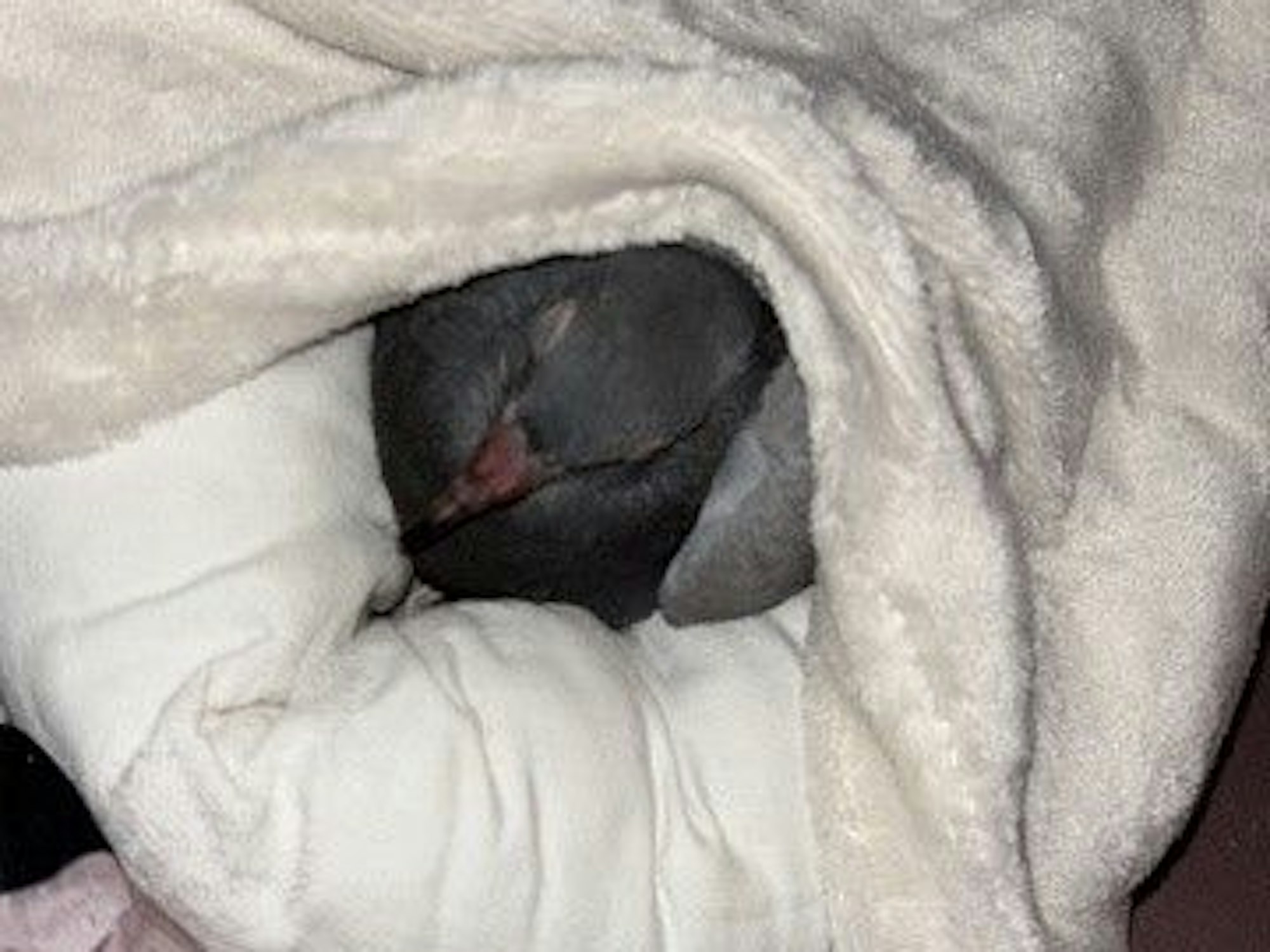 Eine Taube liegt zugedeckt in einem Kissen.