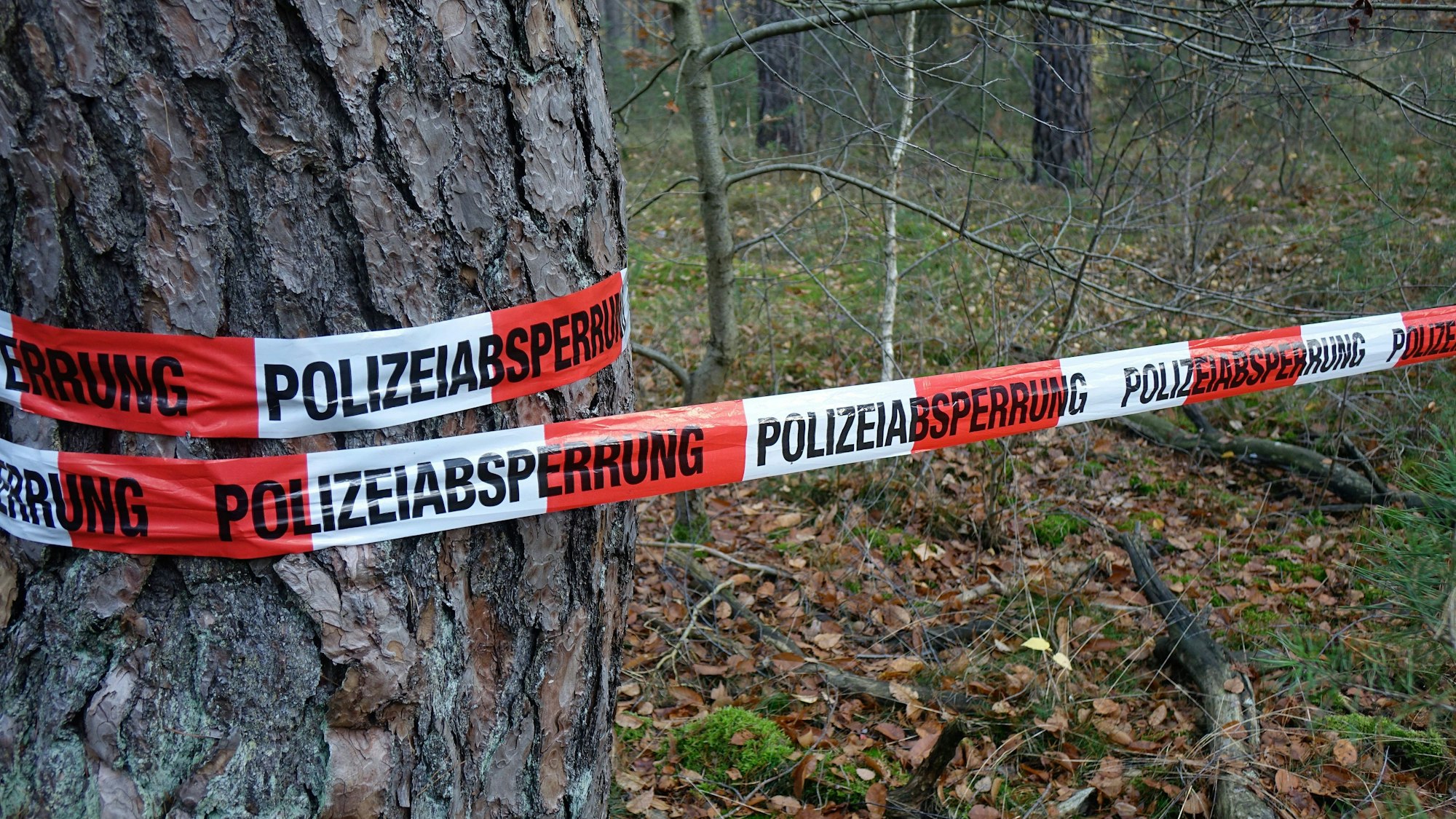 Baumstamm mit Polizeiabsperrung im Wald