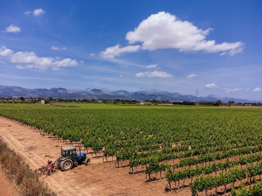 Traktor in einem Weinberg mit Bergen