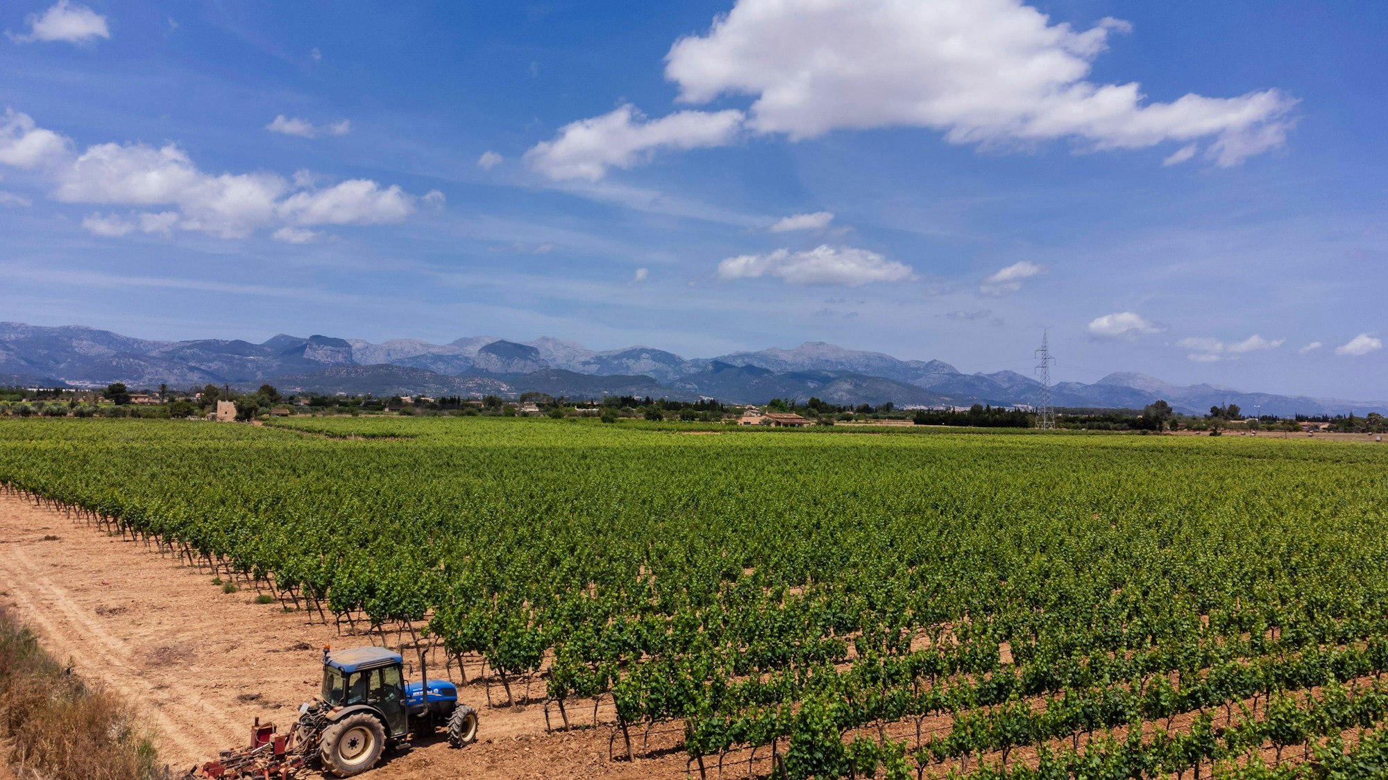 Traktor in einem Weinberg mit Bergen