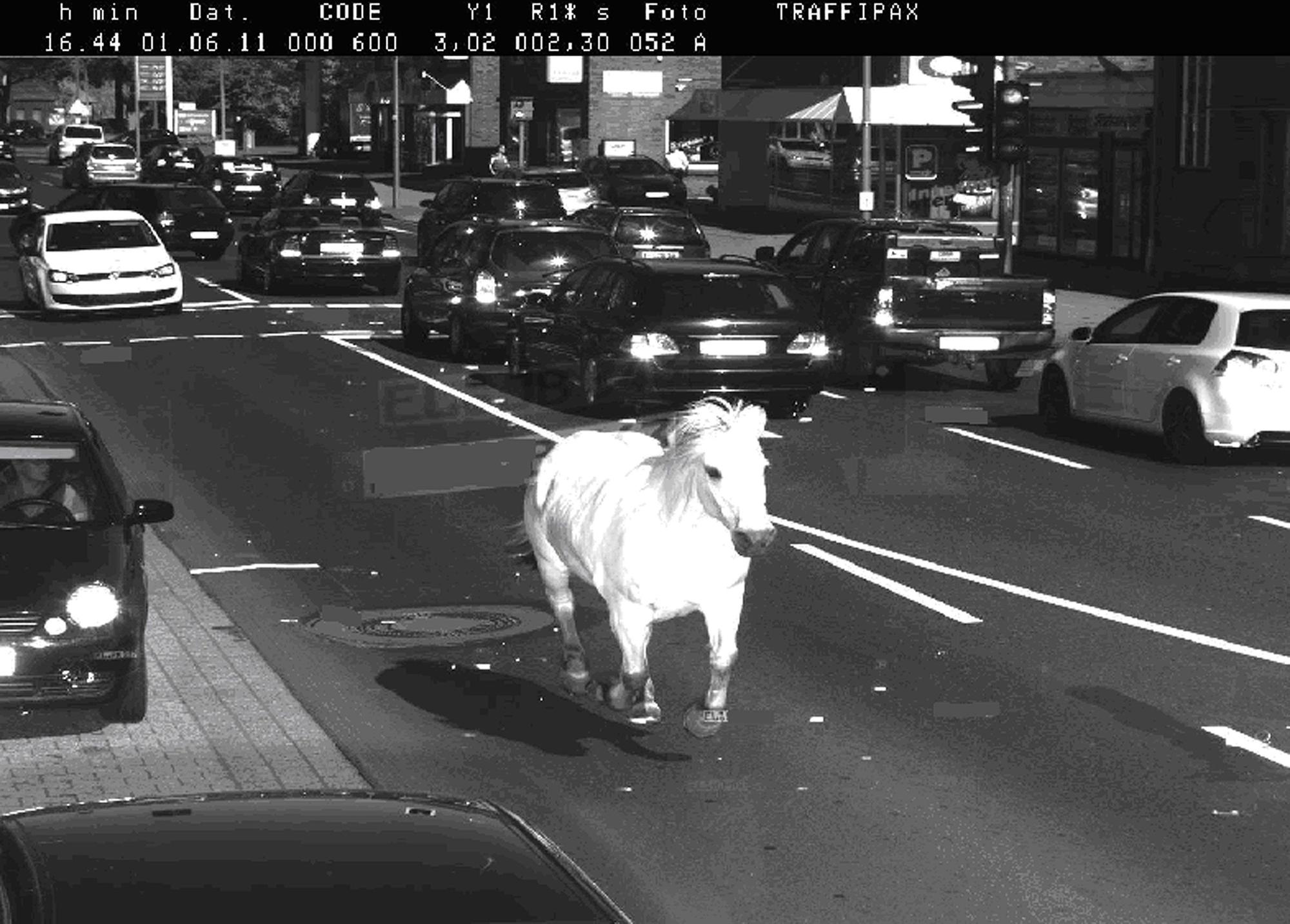 Ein Pferd galoppiert über eine stark befahrene Straße.