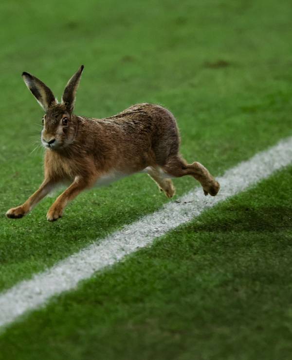 Ein Hase läuft über das Spielfeld während der Halbzeitpause beim Pokalspiel in Kiel.