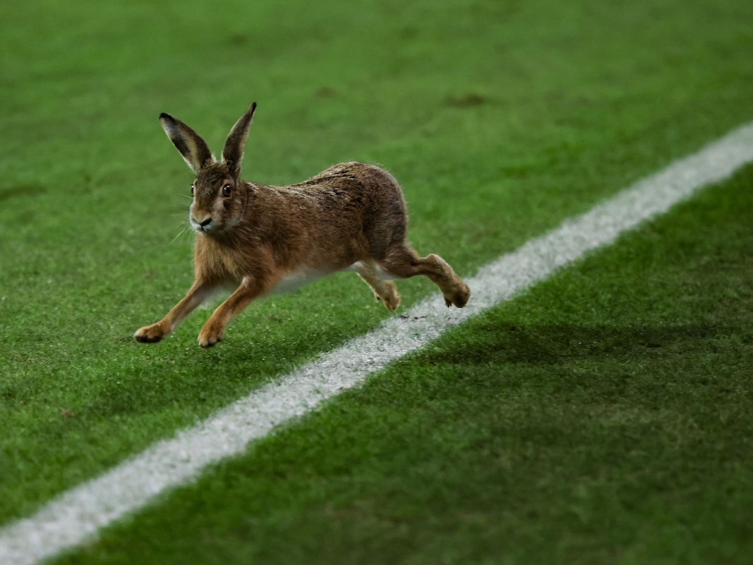 Ein Hase läuft über das Spielfeld während der Halbzeitpause beim Pokalspiel in Kiel.