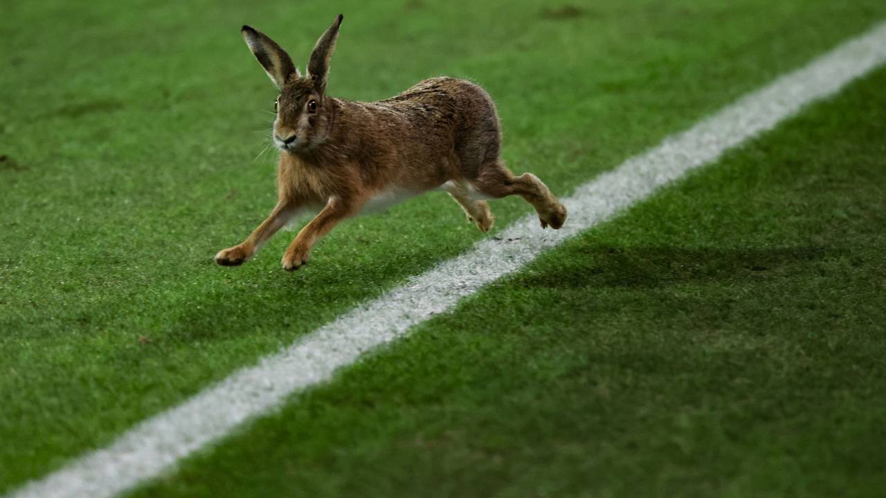 Ein Hase läuft über das Spielfeld während der Halbzeitpause beim Pokalspiel in Kiel.