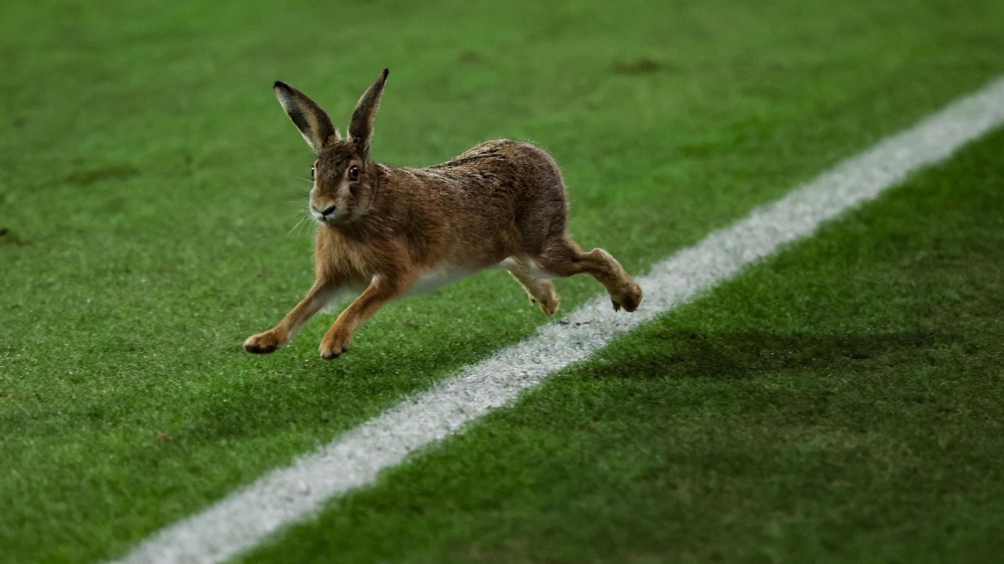 Ein Hase läuft über das Spielfeld während der Halbzeitpause beim Pokalspiel in Kiel.