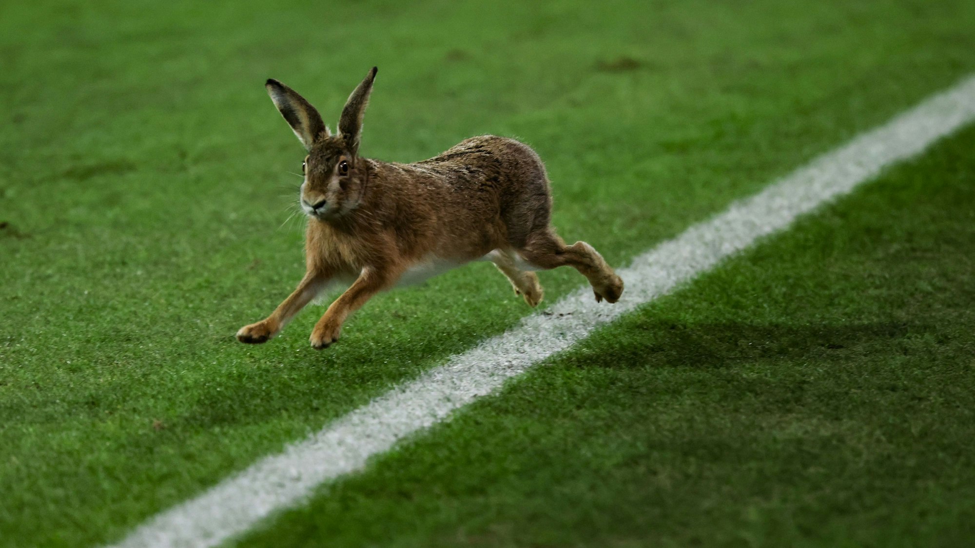 Ein Hase läuft über das Spielfeld während der Halbzeitpause beim Pokalspiel in Kiel.
