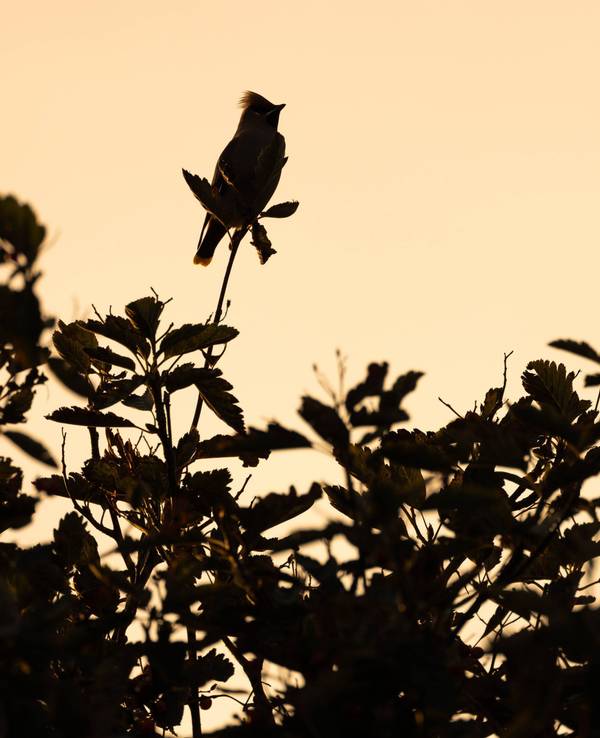 Pestvogel auf Ast mit Beeren