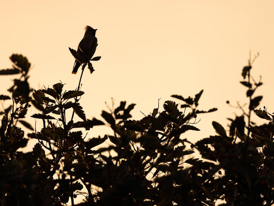 Pestvogel auf Ast mit Beeren