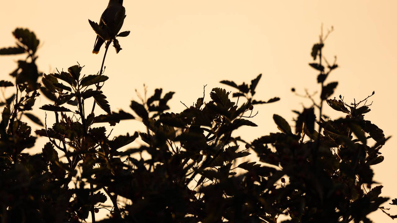 Pestvogel auf Ast mit Beeren