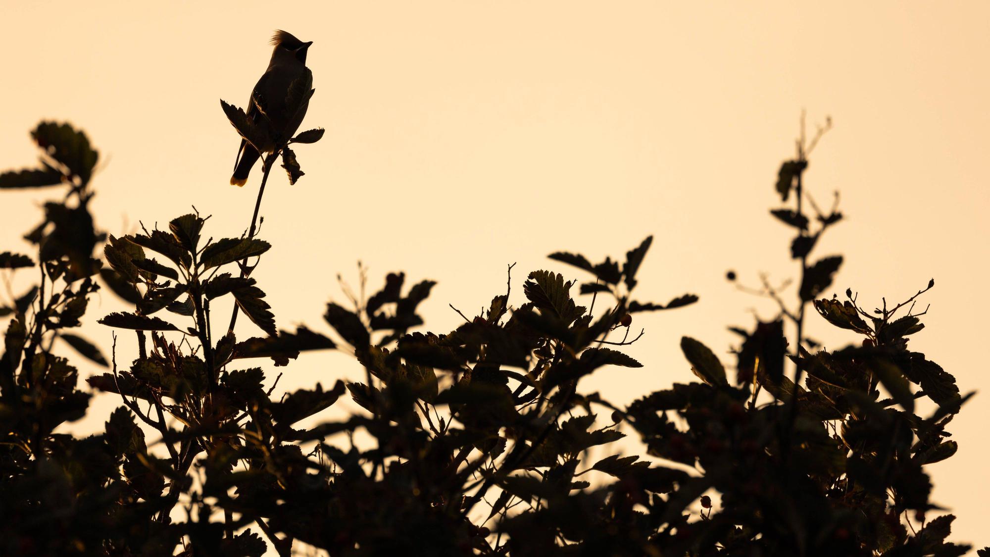 Pestvogel auf Ast mit Beeren