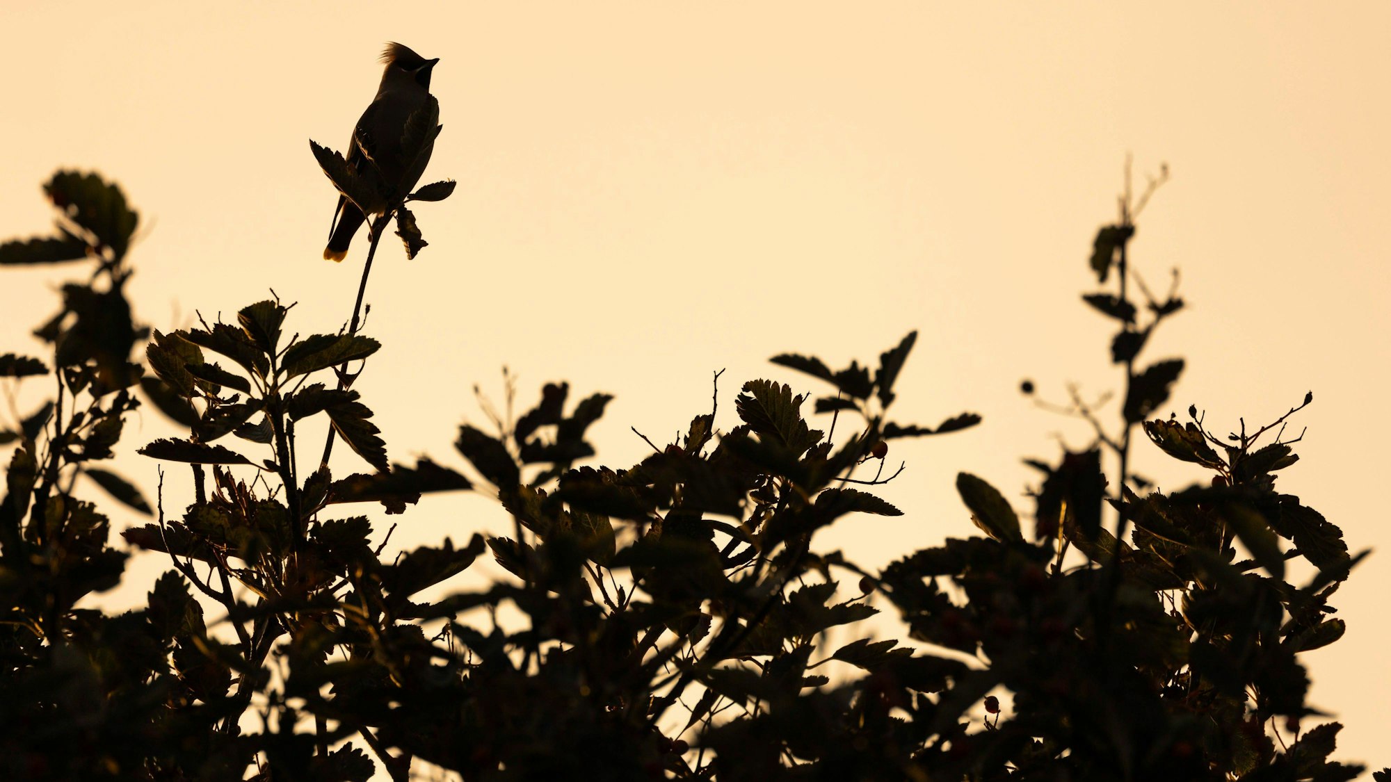 Pestvogel auf Ast mit Beeren