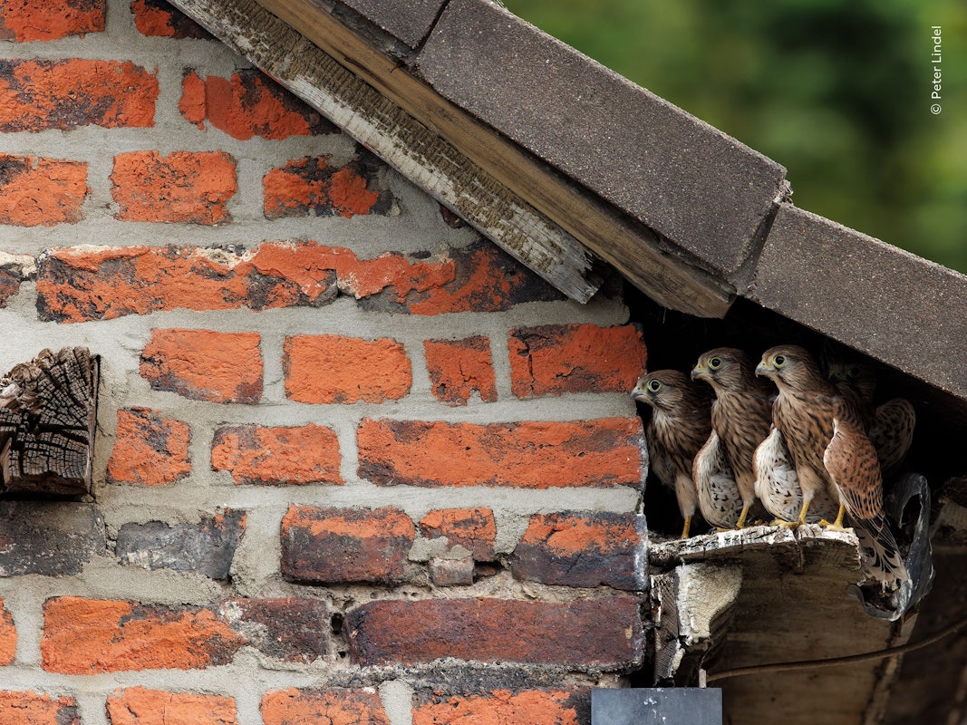Von seinem Wohnzimmer aus konnte der Fotograf Peter Lindel junge Turmfalken kurz vor ihrem ersten Flug beobachten.