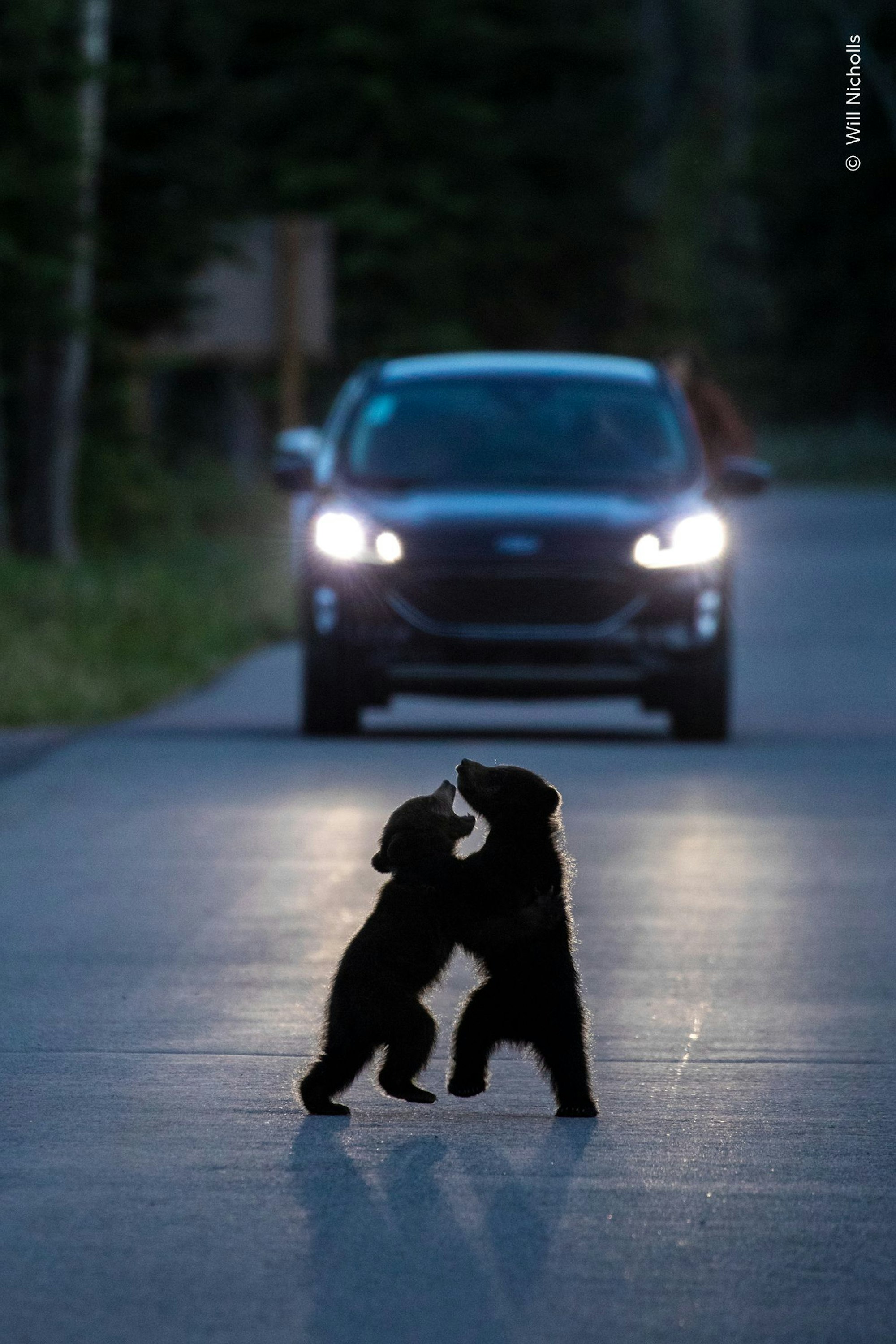 Im Licht der Frontscheinwerfer spielen zwei kanadische Bärenjungen – mitten auf der Straße in der kanadischen Provinz Alberta. Dabei lassen sich junge Bären nur selten allein blicken, meistens sind sie bei ihrer Mutter. Fotograf Will Nicholls erklärte, er fühle sich an eine Theaterszene erinnert.