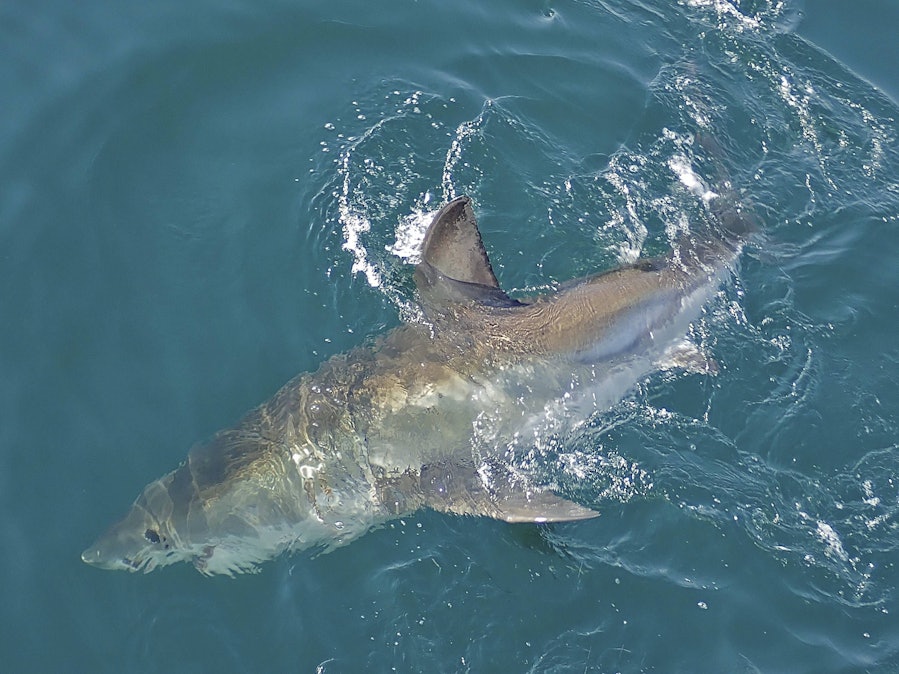 Weißer Hai im Wasser