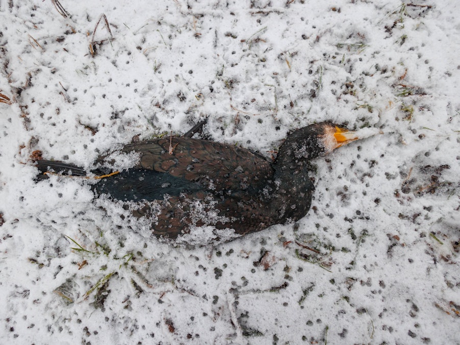 Toter Kormoran im Schnee