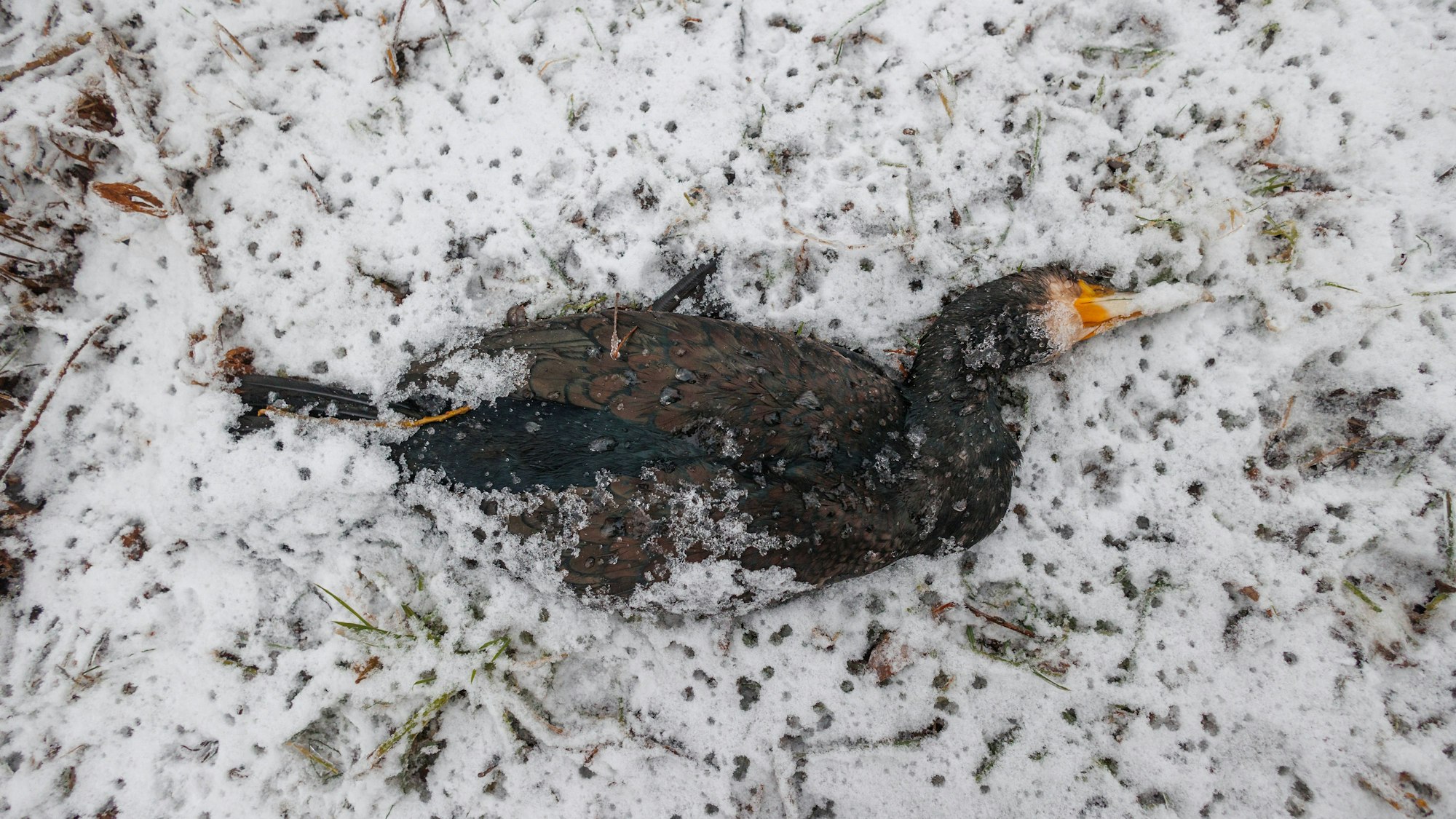 Toter Kormoran im Schnee