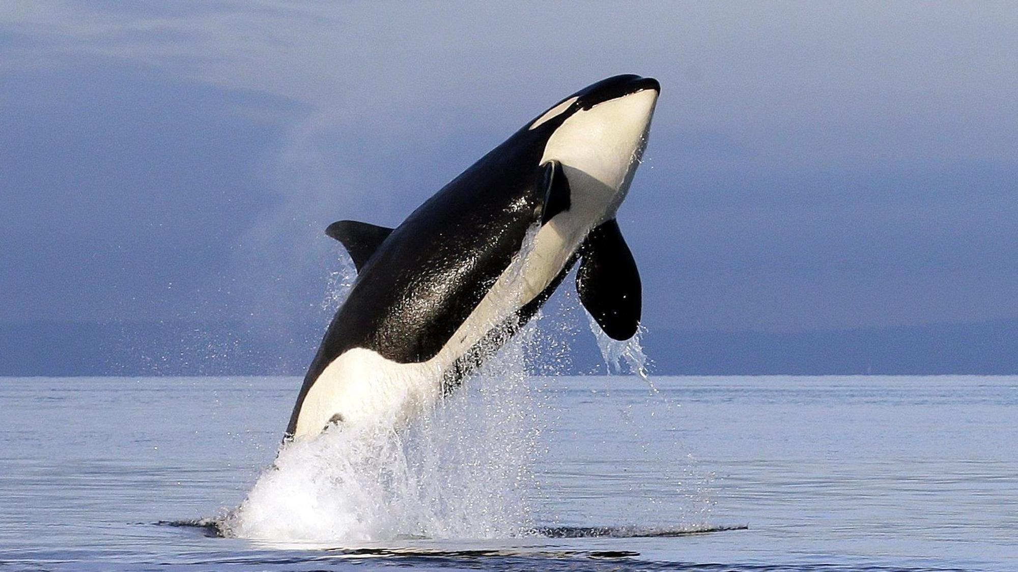 Orca im Meer.
