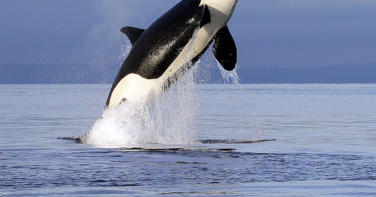 Dccca Drama auf dem Atlantik: Orcas versenken Segelboot vor Spanien | Express
