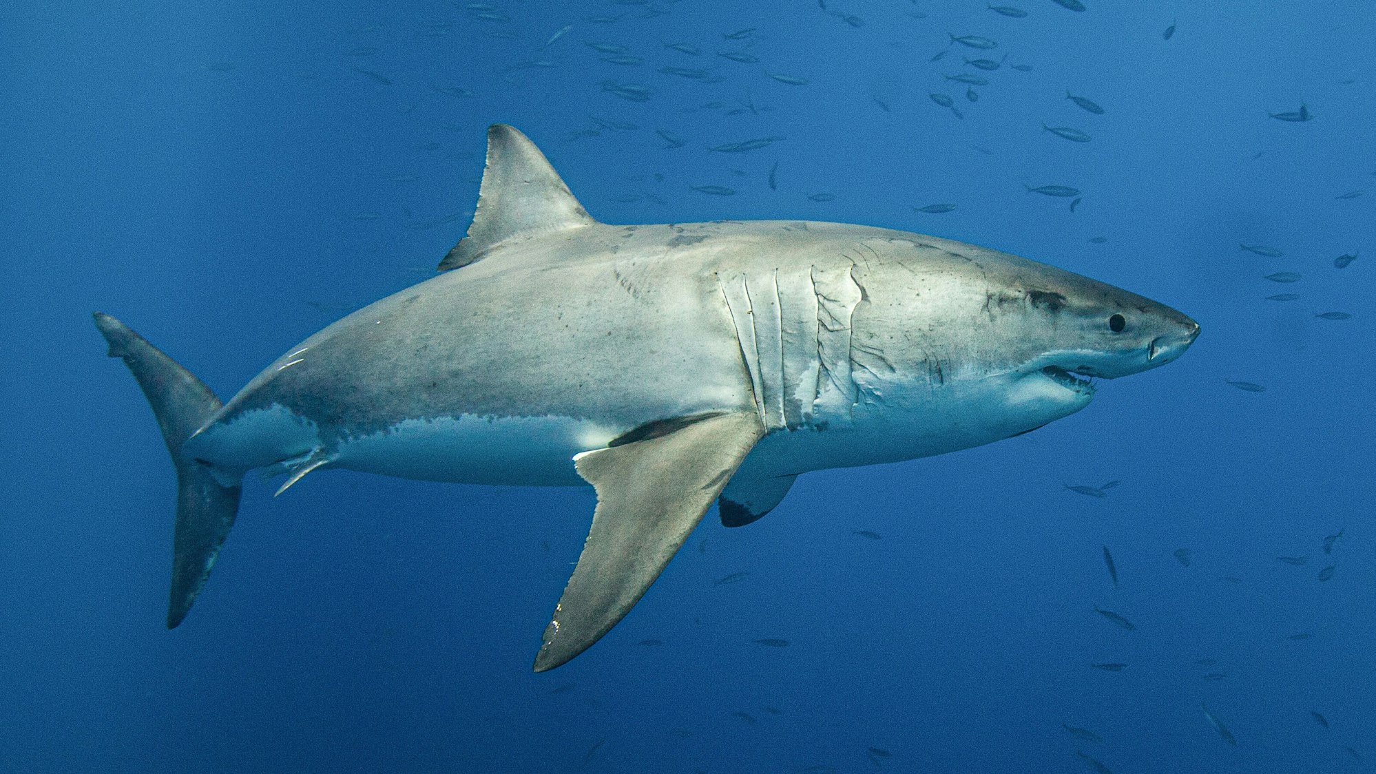 Great white shark