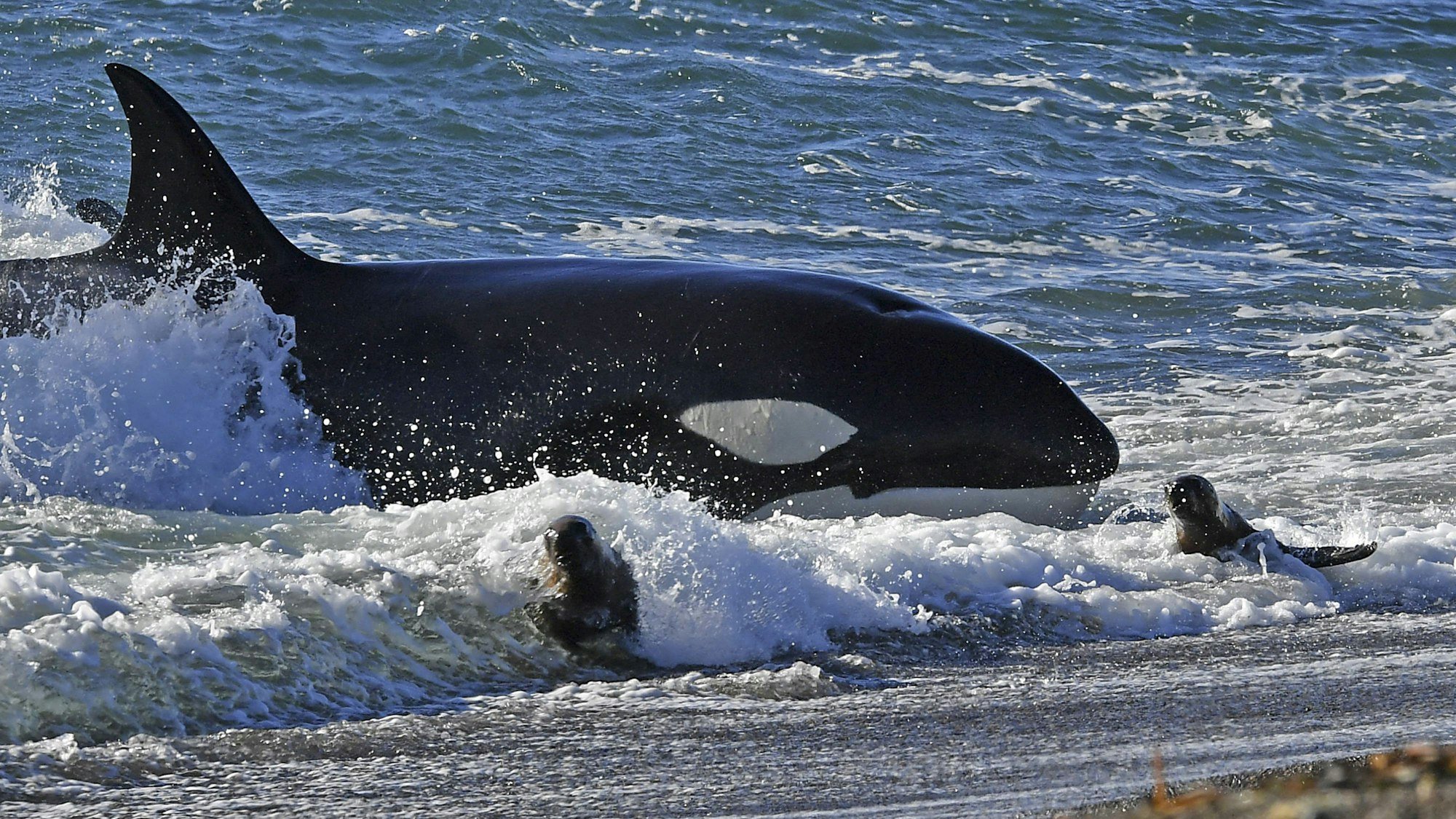 Ein Orca greift junge Seelöwen vor der Küste in Punta Norte an.