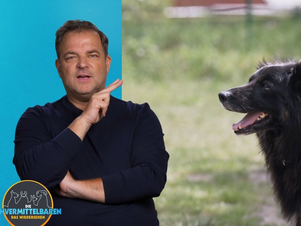 Martin Rütter hat Hoffnung: Es gibt einen Interessenten für Hütehund-Mix Jimmy. (Bild: RTL)