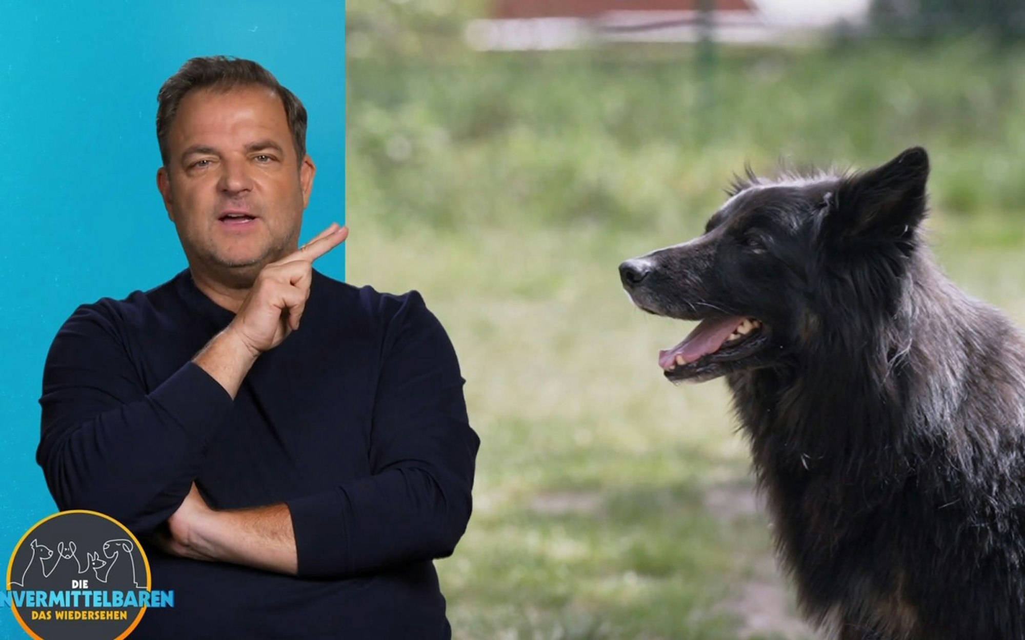 Martin Rütter hat Hoffnung: Es gibt einen Interessenten für Hütehund-Mix Jimmy. (Bild: RTL)