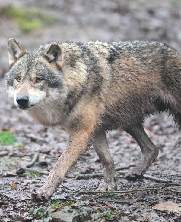 Ein Wolf läuft durch ein Gehege im Tierpark Wildparadies Tripsdrill.