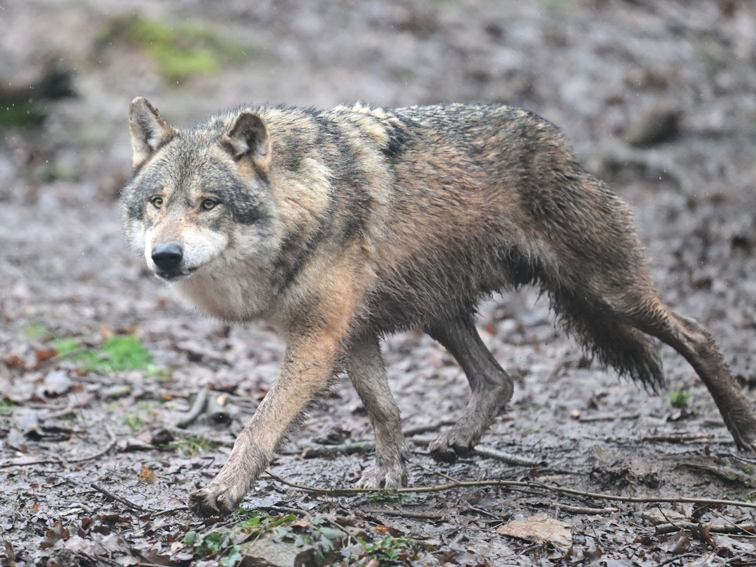 Ein Wolf läuft durch ein Gehege im Tierpark Wildparadies Tripsdrill.