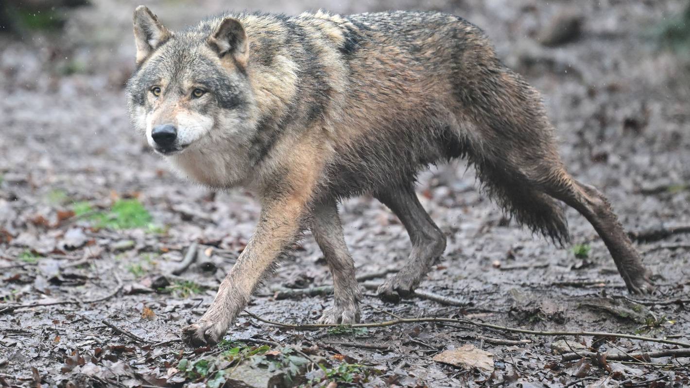 Ein Wolf läuft durch ein Gehege im Tierpark Wildparadies Tripsdrill.
