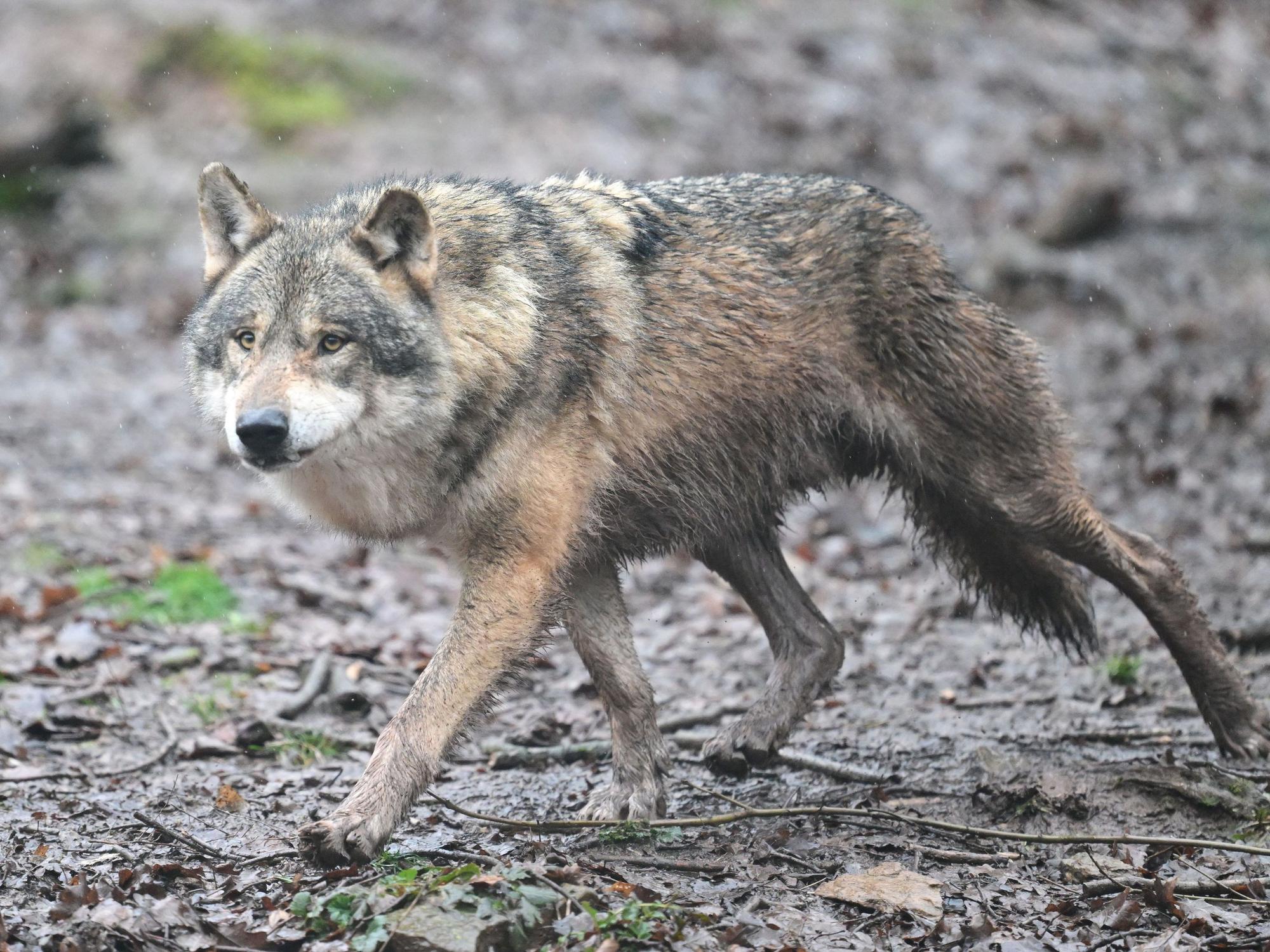 Ein Wolf läuft durch ein Gehege im Tierpark Wildparadies Tripsdrill.
