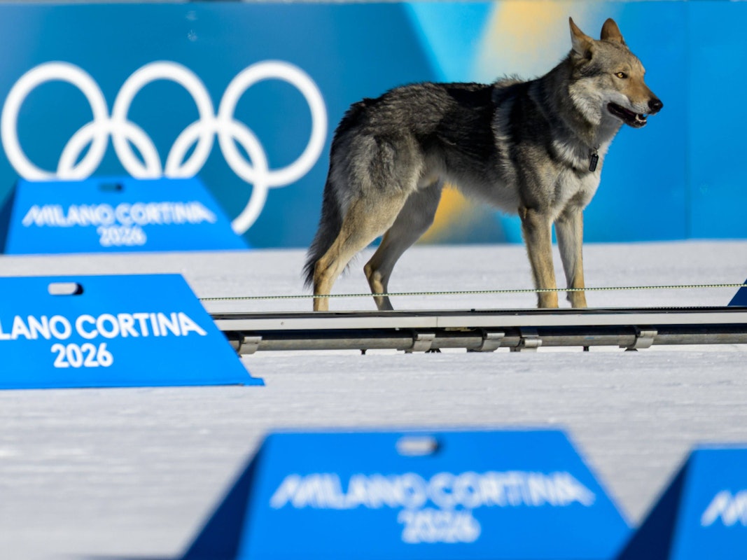 Hund Nazgul steht auf der Loipe vor einer Bande mit den Olympischen Ringen.