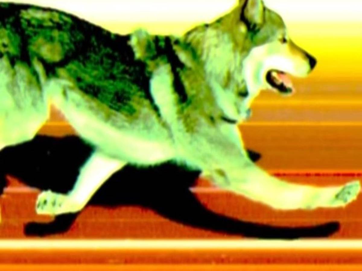 Das Zielfoto beim Langlauf bei Olympia 2026 zeigt einen Hund.