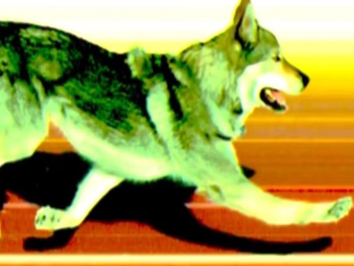 Das Zielfoto beim Langlauf bei Olympia 2026 zeigt einen Hund.