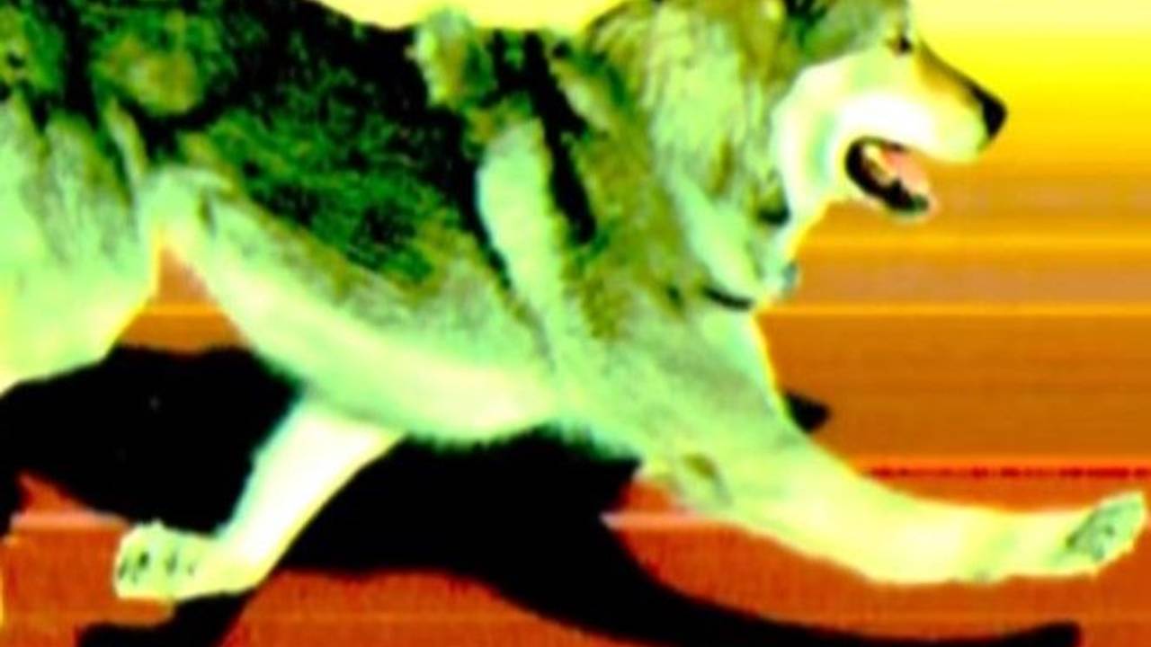 Das Zielfoto beim Langlauf bei Olympia 2026 zeigt einen Hund.