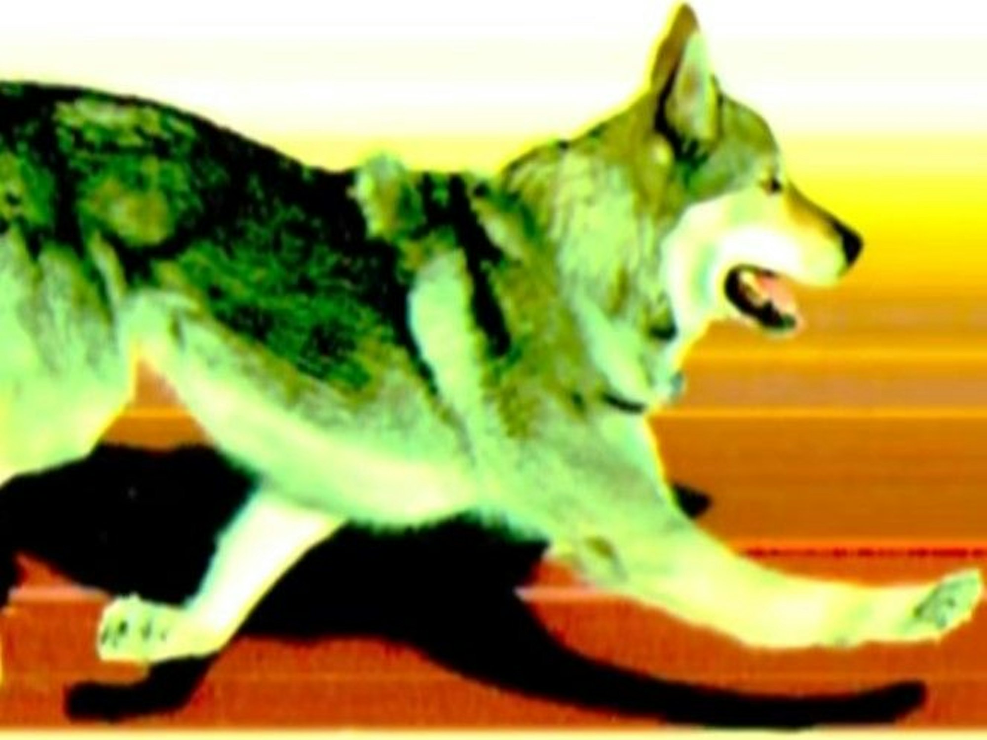 Das Zielfoto beim Langlauf bei Olympia 2026 zeigt einen Hund.