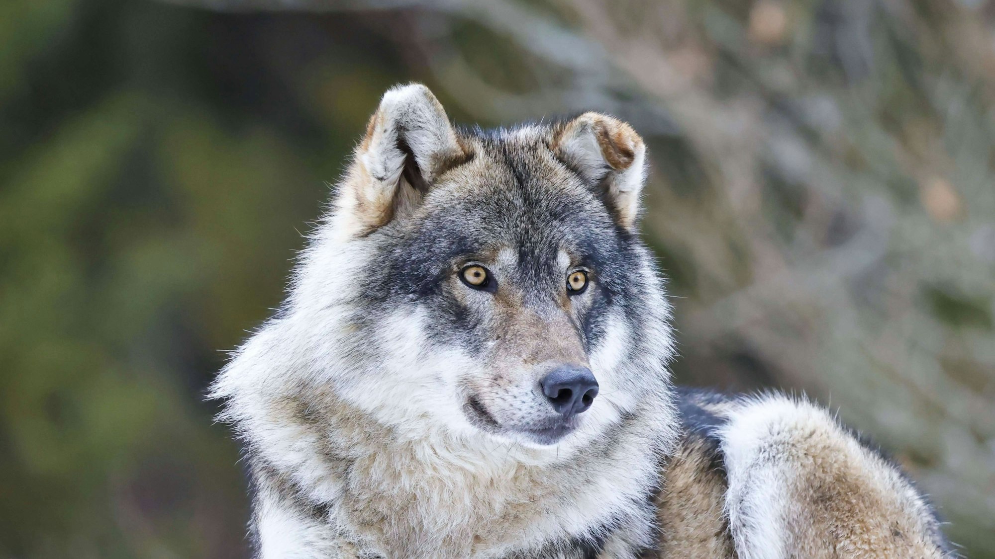 Wolf, ein Raubtier im Wald