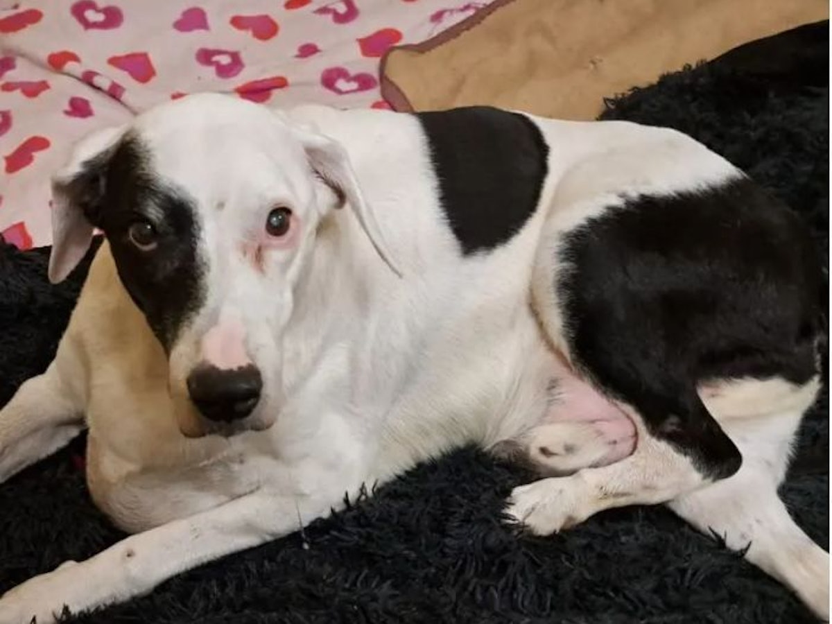 Der 16-jährige Mio wurde einfach ausgesetzt. Im Tierheim musste er eingeschläfert werden.