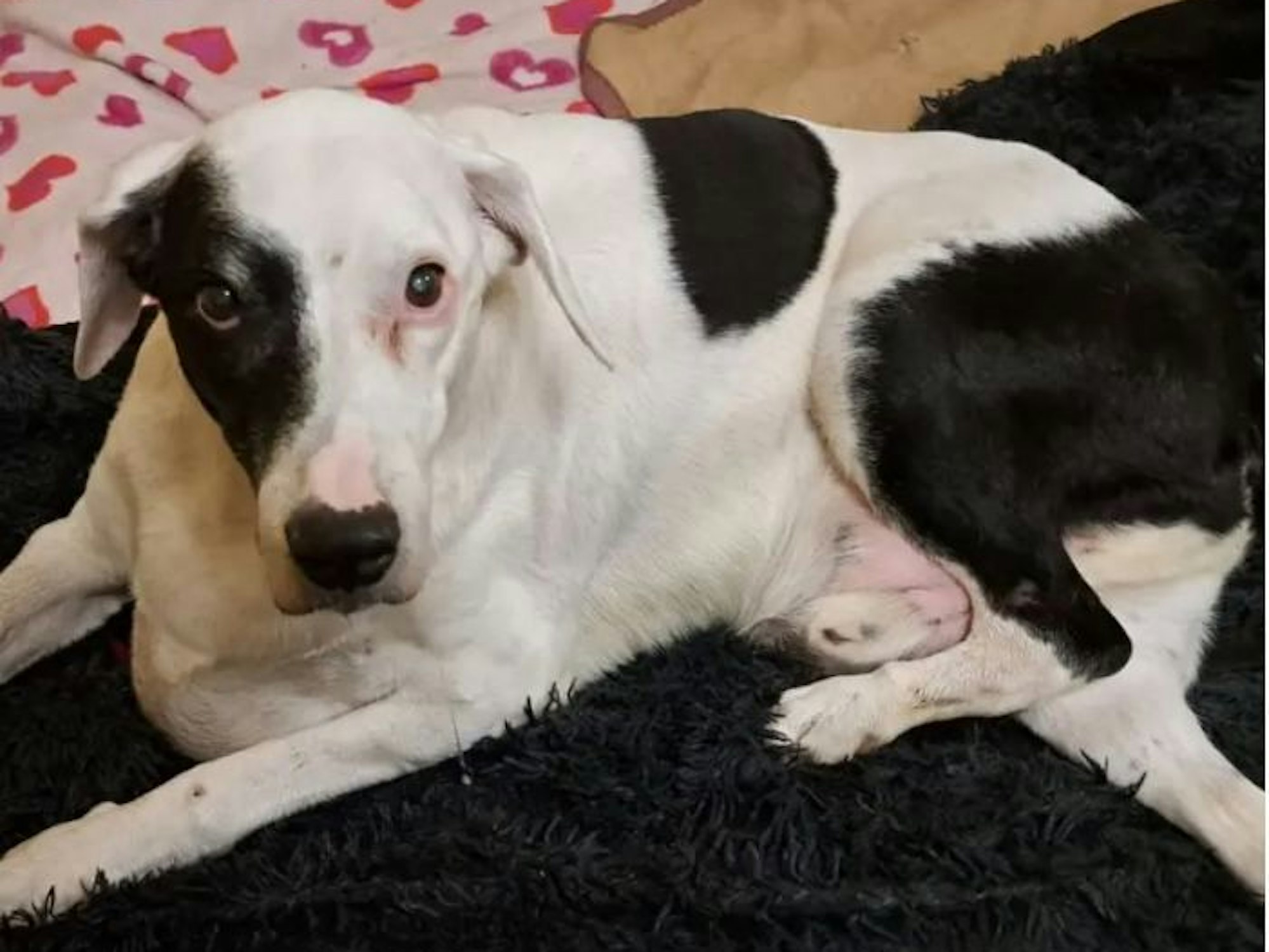 Der 16-jährige Mio wurde einfach ausgesetzt. Im Tierheim musste er eingeschläfert werden.