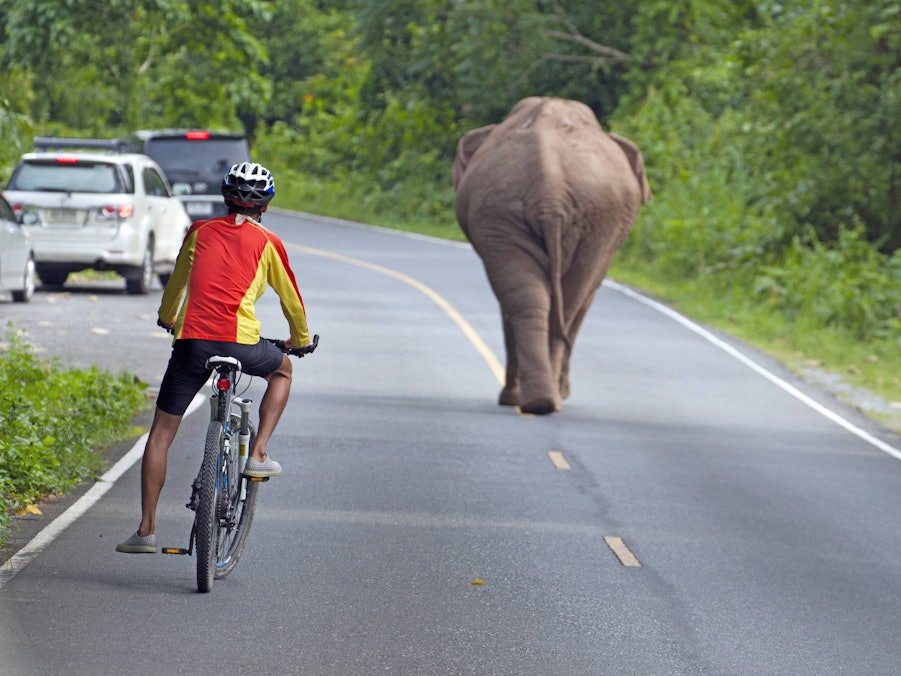 Elefantenbulle, Radfahrer und Autos auf Straße