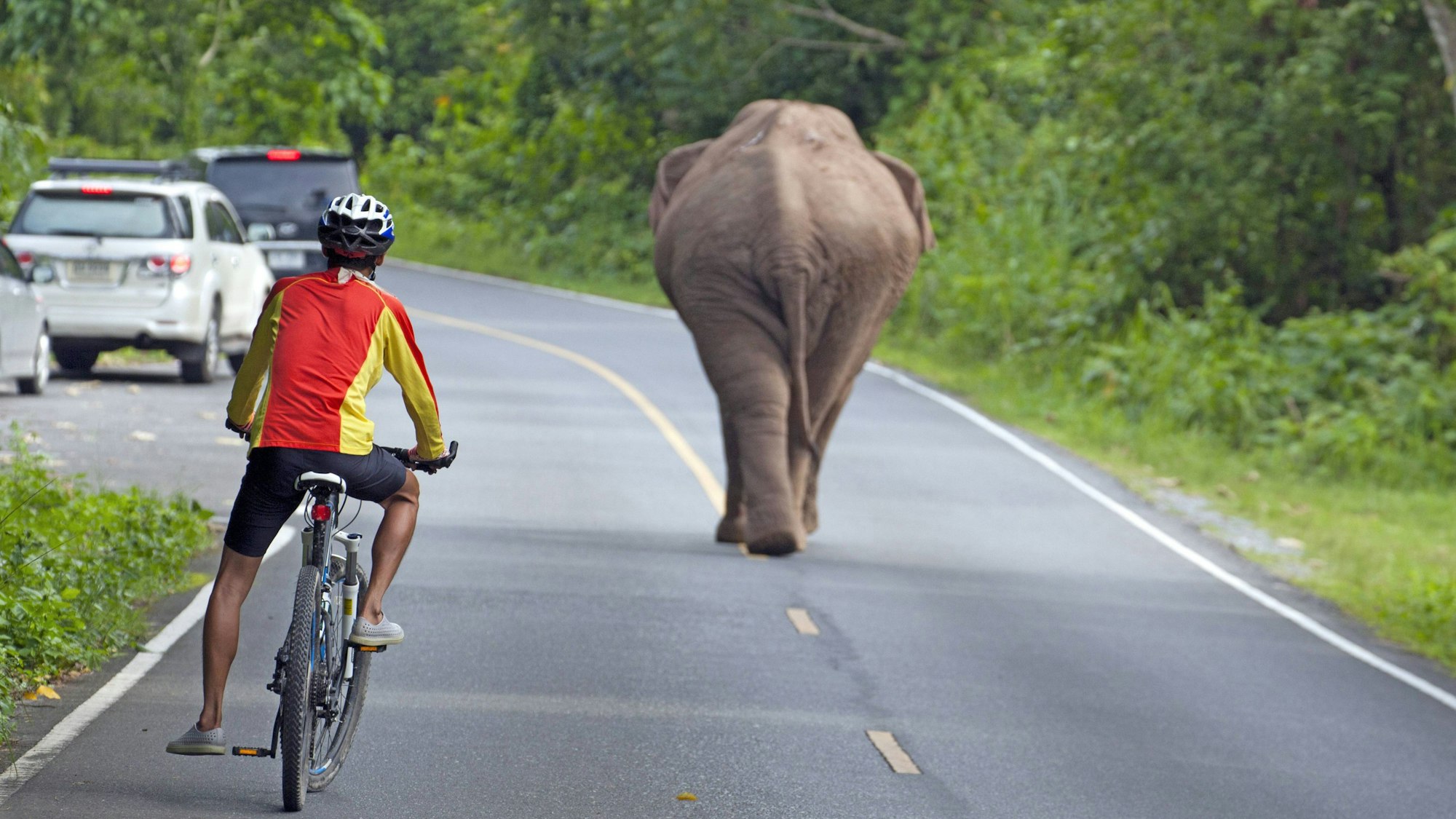 Elefantenbulle, Radfahrer und Autos auf Straße