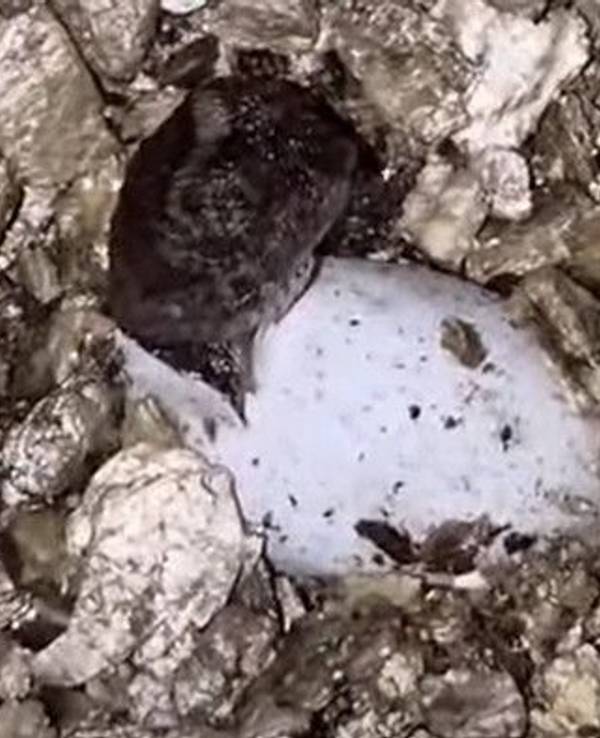 Ein „Natalias Nackenstachler“ steckt sein winziges Köpfchen aus seinem Ei.