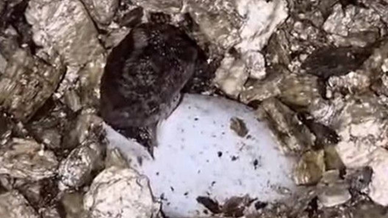 Ein „Natalias Nackenstachler“ steckt sein winziges Köpfchen aus seinem Ei.