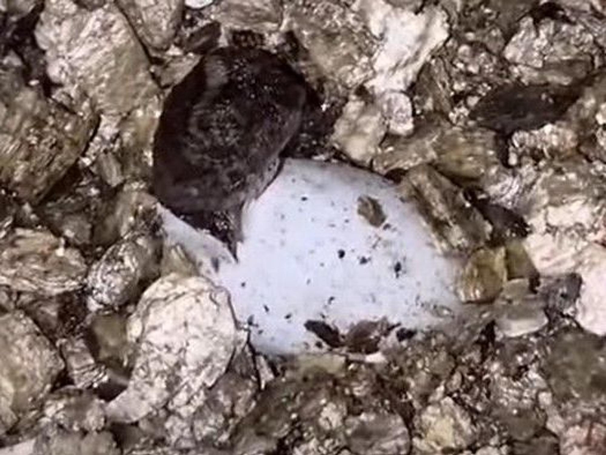 Ein „Natalias Nackenstachler“ steckt sein winziges Köpfchen aus seinem Ei.