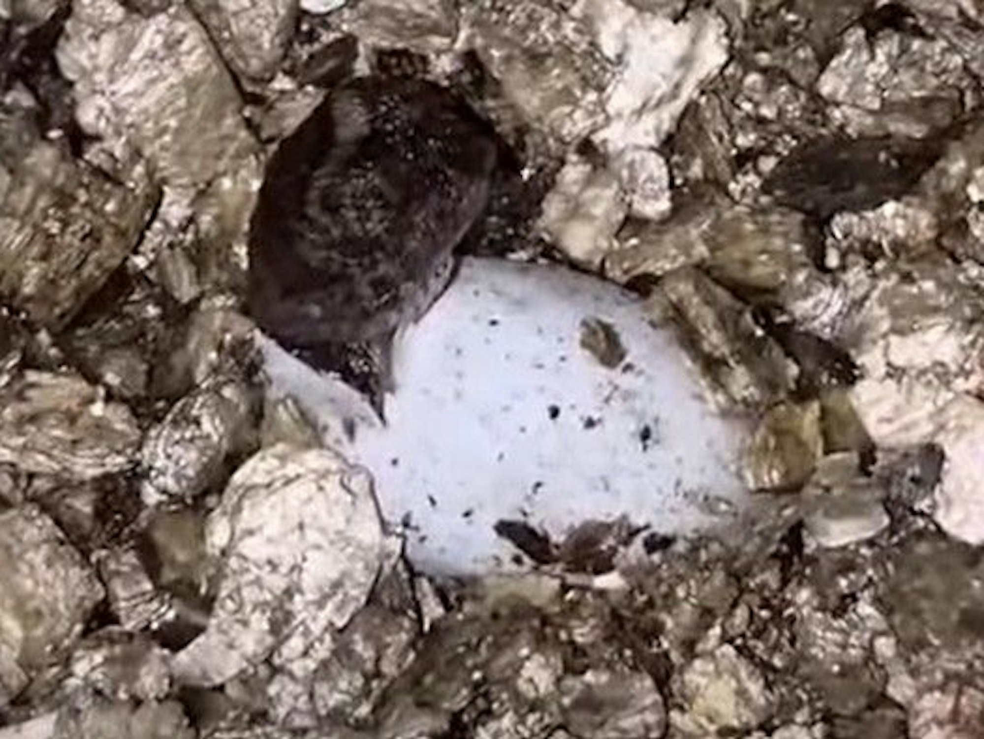 Ein „Natalias Nackenstachler“ steckt sein winziges Köpfchen aus seinem Ei.