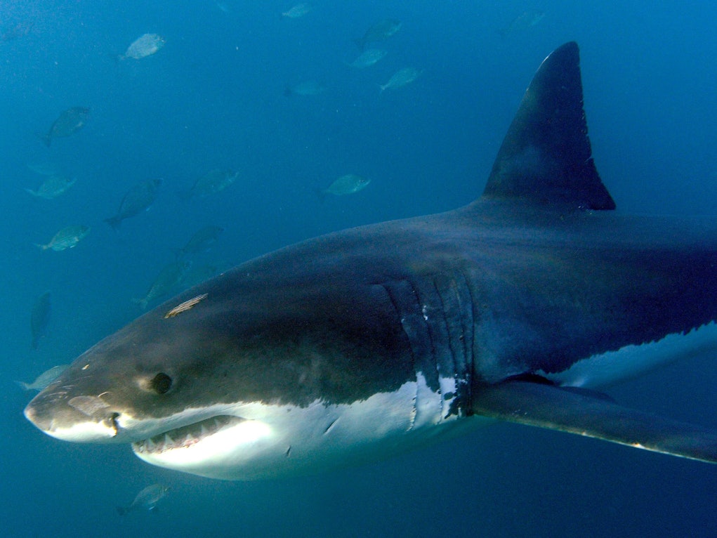 Ein großer Weißer Hai, aufgenommen im Indischen Ozean vor Gansbaai.