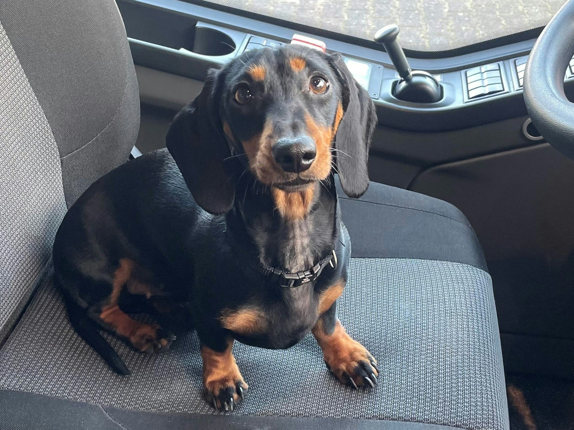 Ein Dackel sitzt auf dem Fahrersitz eines Busses.