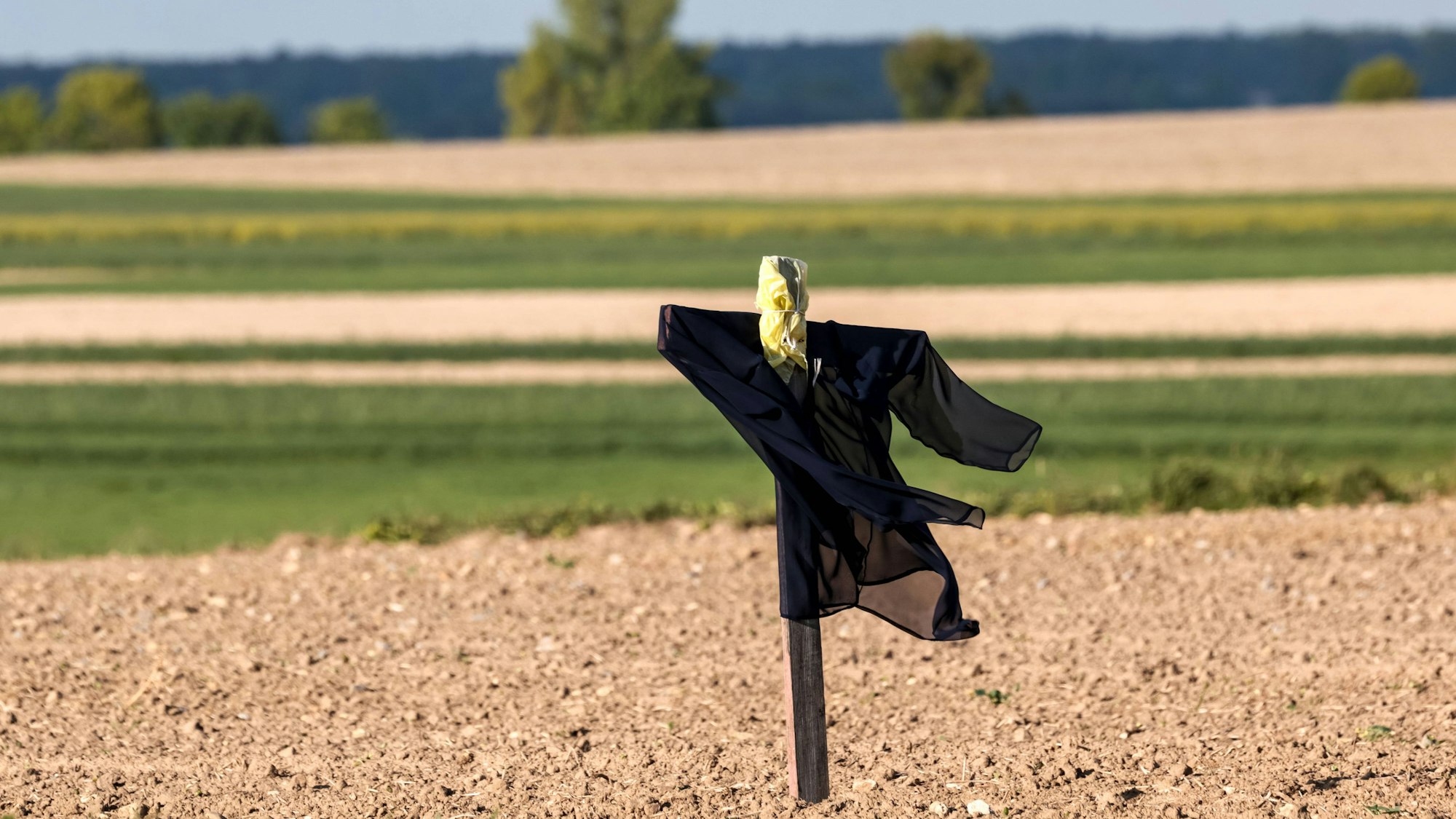 Vogelscheuche auf landwirtschaftlichen Feldern